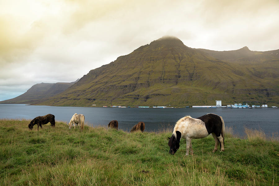 Icelandic horses at Seydisfjordur before the landslides of December 2020 Photograph by RicardMN Photography