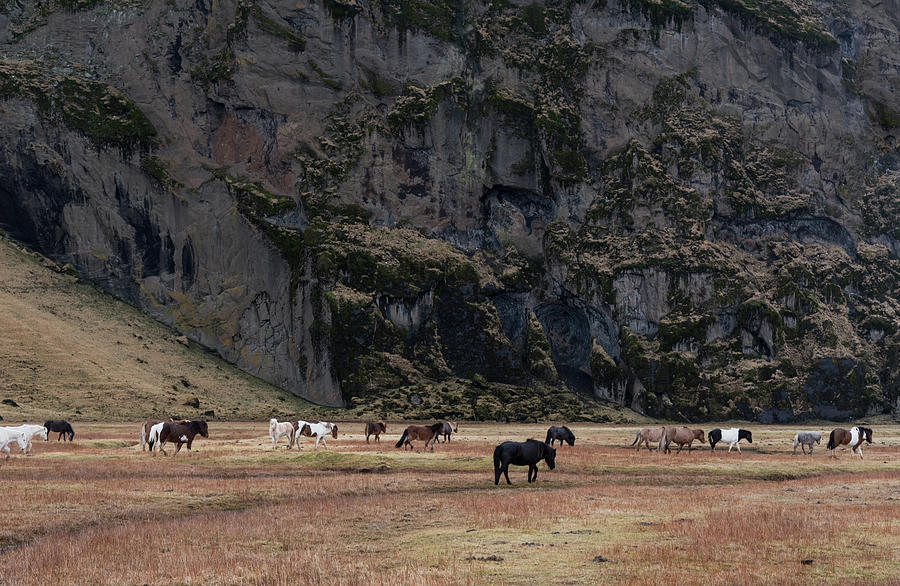 Icelandic horses at the valley behind Kalta volcano mountain in  Photograph by Michalakis Ppalis