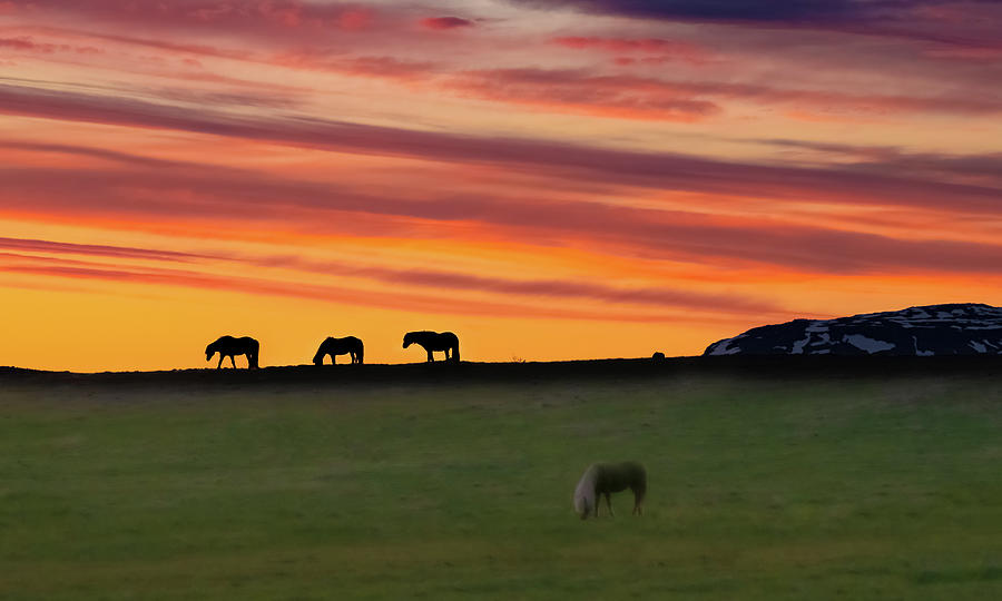 Icelandic Horses at Twilight Photograph by William Dickman