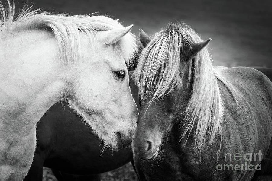 Icelandic horses, black and white Photograph by Delphimages Photo Creations