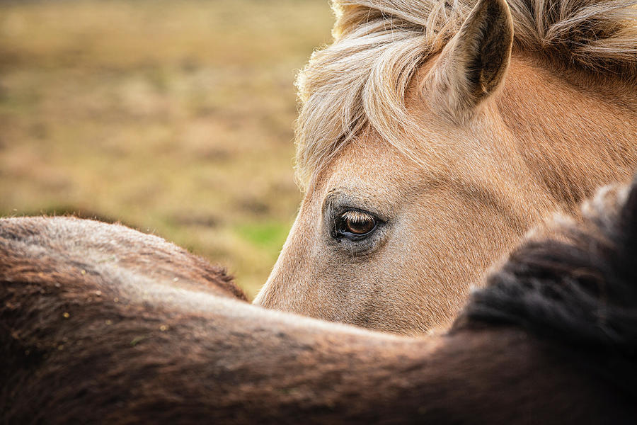 Icelandic horses grooming Photograph by Ruben Vicente