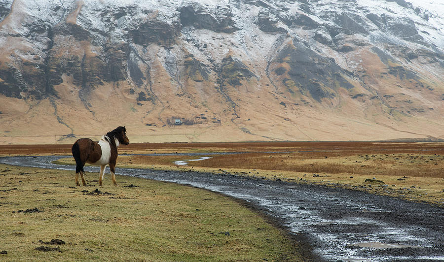Icelandic horses  in Iceland.Mountain landscape Photograph by Michalakis Ppalis