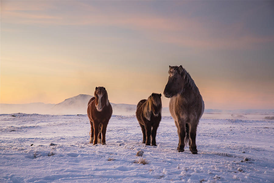 Icelandic horses in the snow. Photograph by Alex Saberi