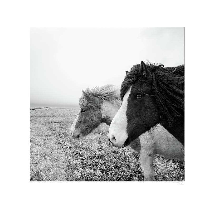 Icelandic Horses in the Wind Photograph by Christine Hauber