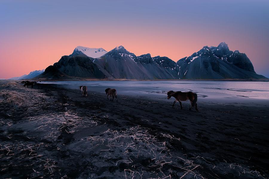 Horse Photograph - Icelandic Horses by Larry Marshall