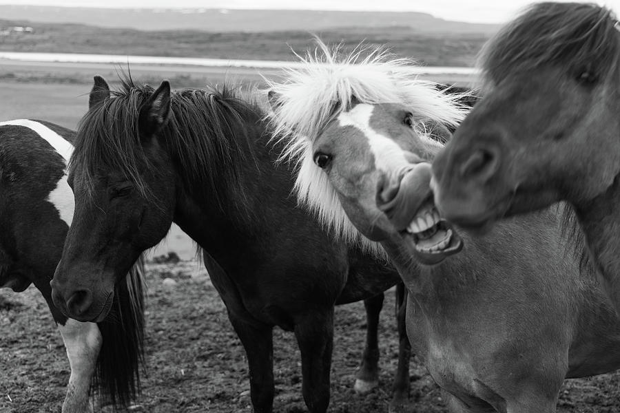 Icelandic horses on ranch in Iceland in black and white Photograph by Eldon McGraw