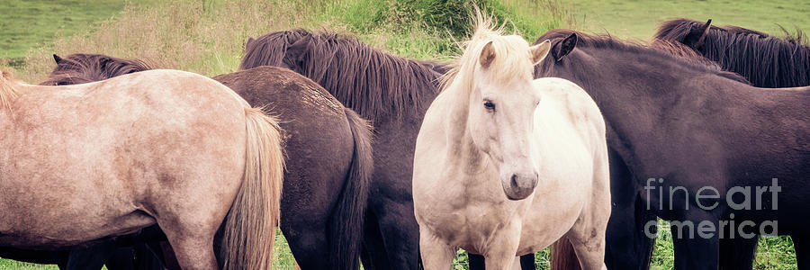 Icelandic horses panorama Photograph by Delphimages Photo Creations