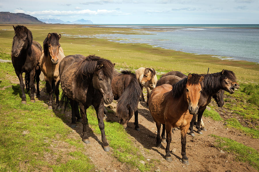 Horse Photograph - Icelandic Horses by Peter OReilly