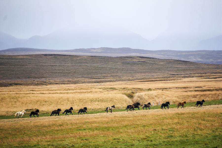 Icelandic horses running in wild landscape in Iceland Photograph by Thomas Janisch