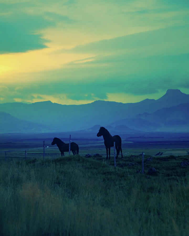 Icelandic Landscape With Horses Photograph by Chris Lord