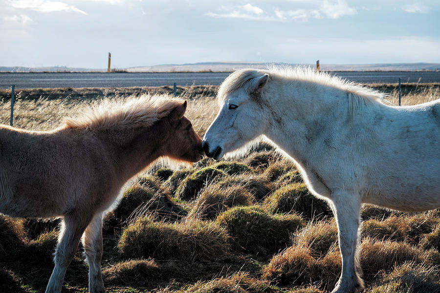 Icelandic Mare and Foal Photograph by Catherine Reading