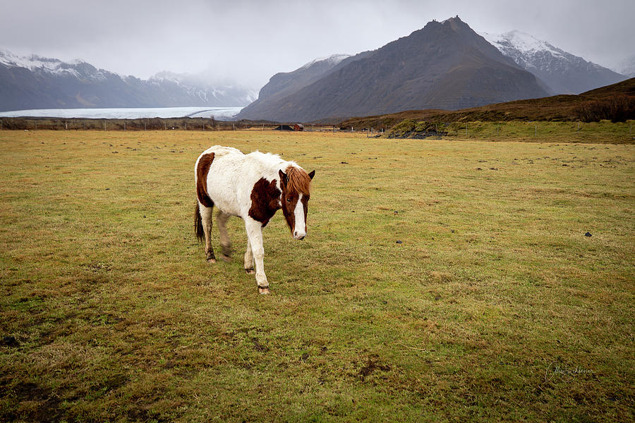 Icelandic Palomino  Photograph by Alice Schlesier