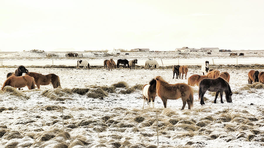 Icelandic Ponies Photograph by Christopher Maxum