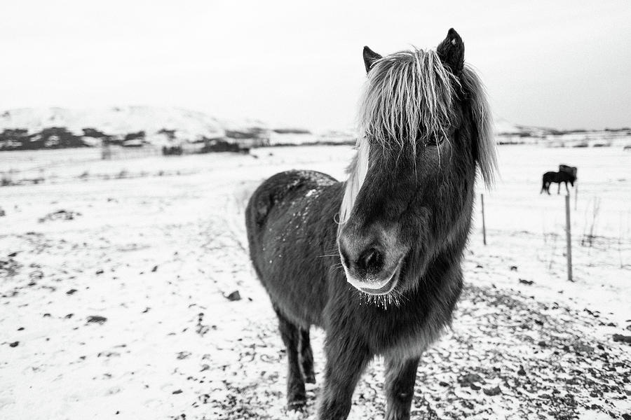 Icelandic Pony Photograph