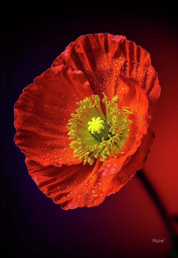 Icelandic Poppy Photograph by Fred J Lord
