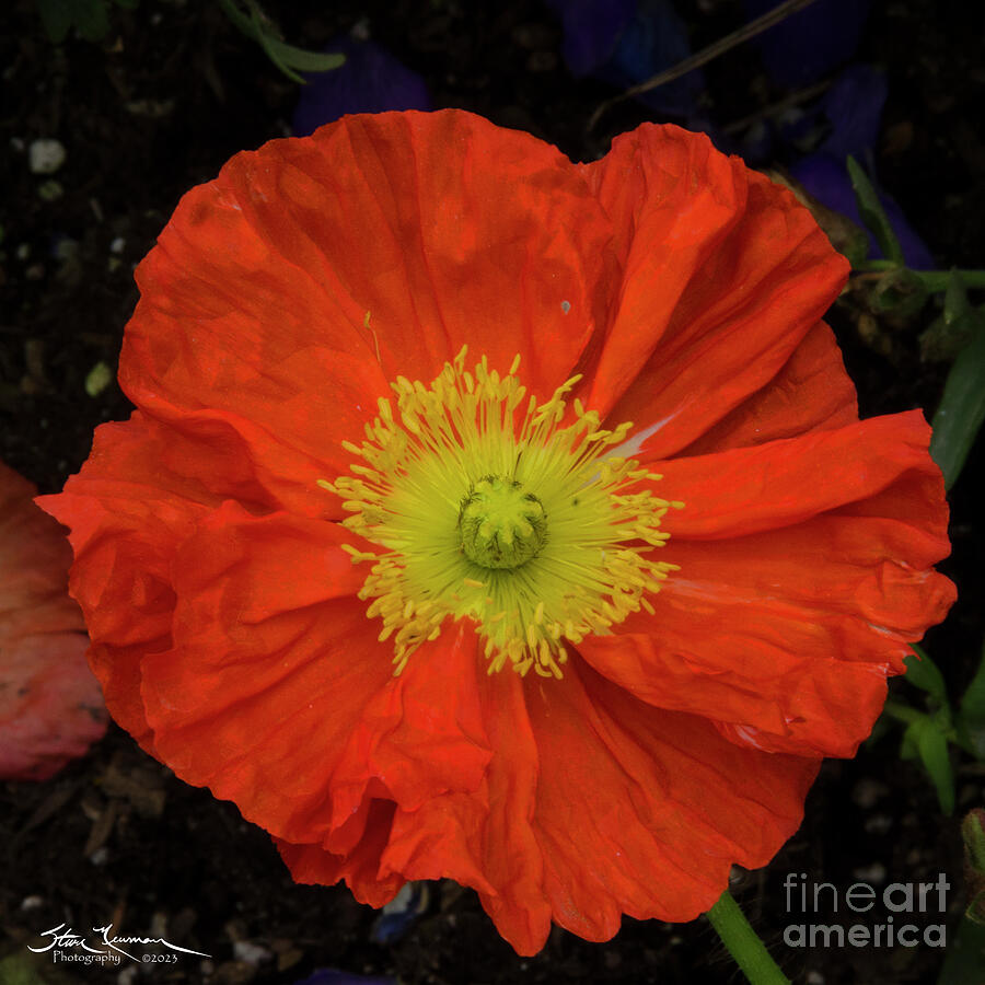 Icelandic Poppy Photograph by Steven Newman - Fine Art America