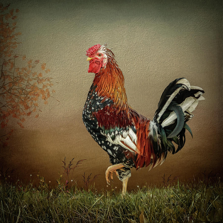 Icelandic Rooster Digital Art by Maggy Pease