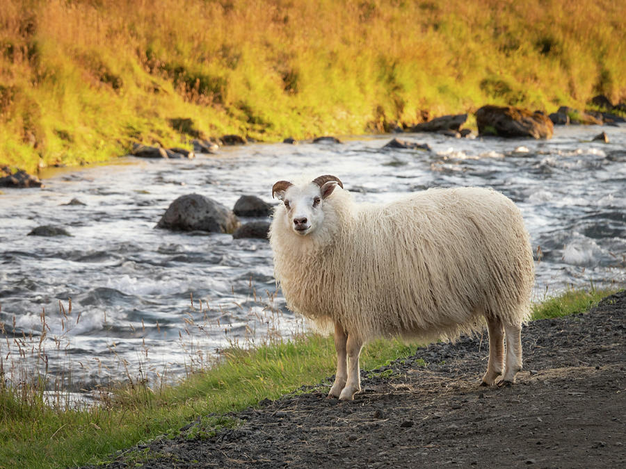 Icelandic Sheep Along The Kverna River Photograph by Kristia Adams