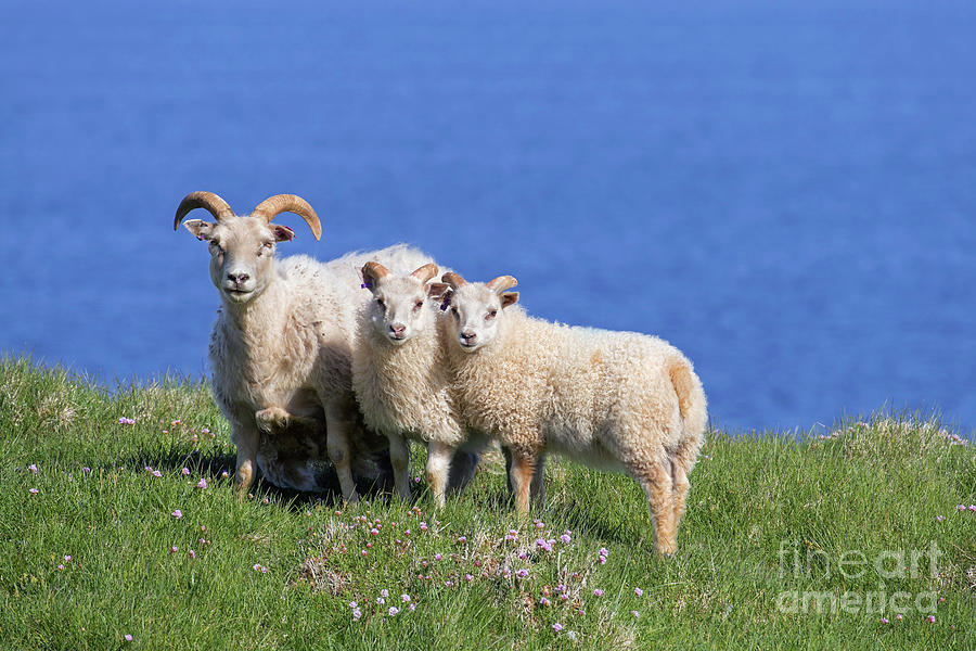 Icelandic Sheep Photograph by Arterra Picture Library