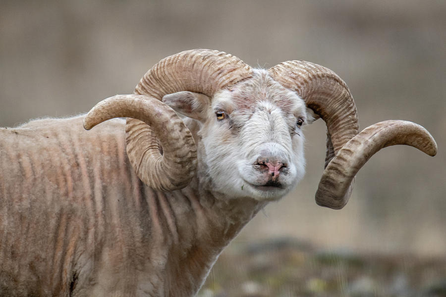 Icelandic Sheep Photograph