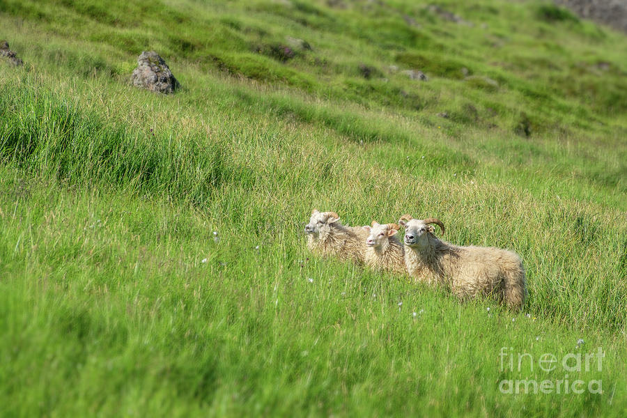 Icelandic sheep Photograph by Delphimages Photo Creations