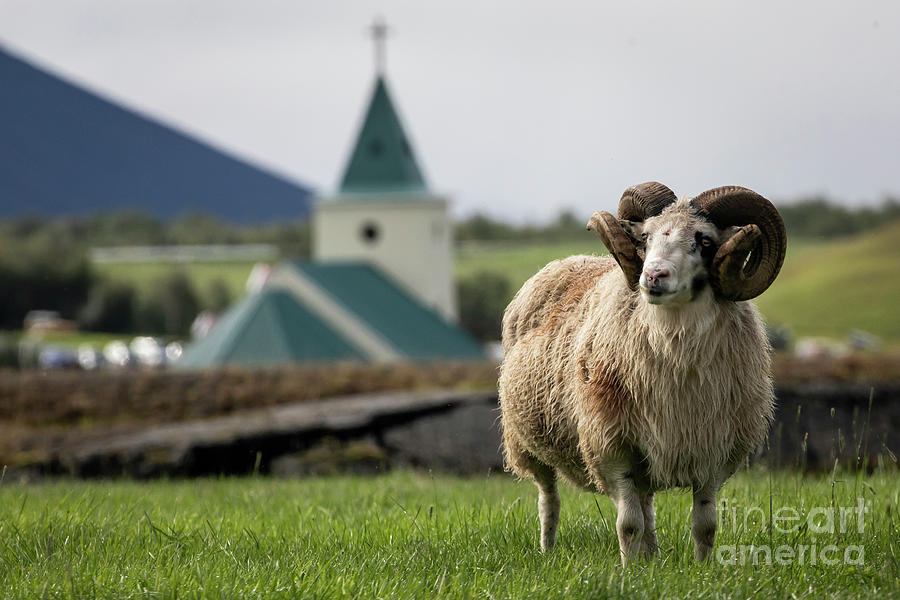 Icelandic Sheep Photograph by Erin Marie Davis