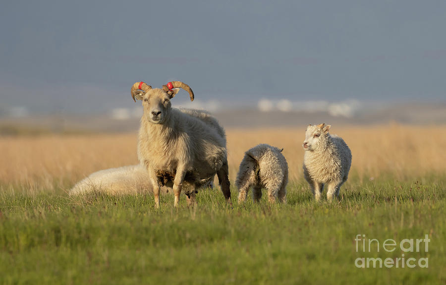 Icelandic Sheep Photograph by Eva Lechner