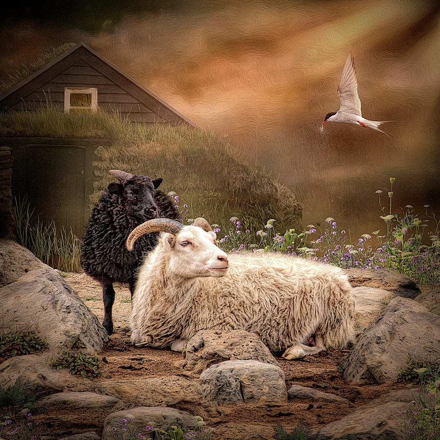 Icelandic Sheep Digital Art by Maggy Pease