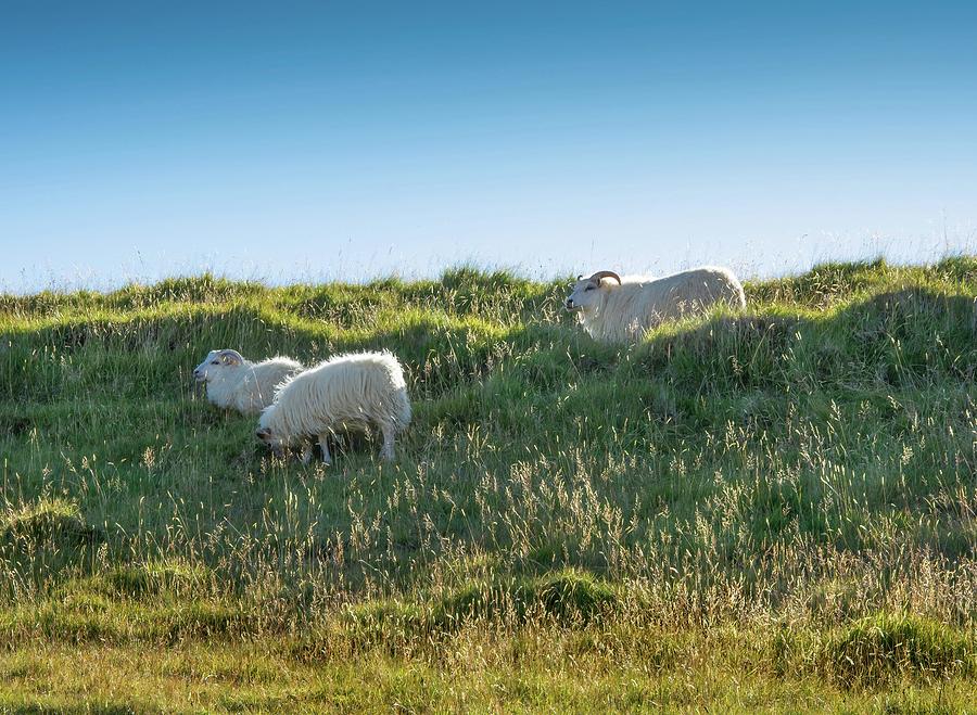 Icelandic Sheep Photograph by Rebecca Herranen