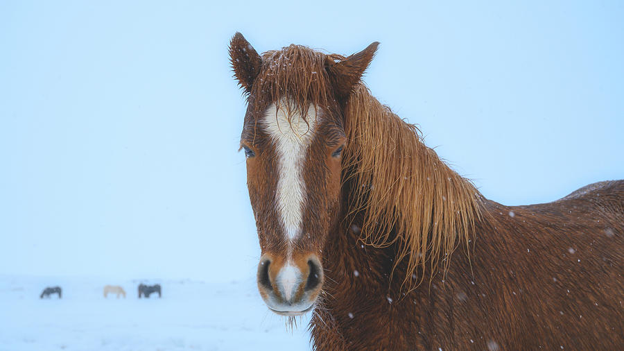 Icelandic Snow Horse Photograph by William Kennedy
