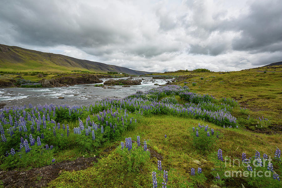 Nature Photograph - Icelandic Spring by Eva Lechner