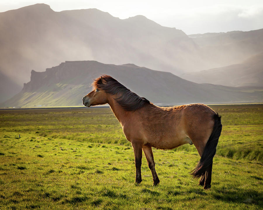 Horse Photograph - Icelandic Wild Horse by Peter OReilly