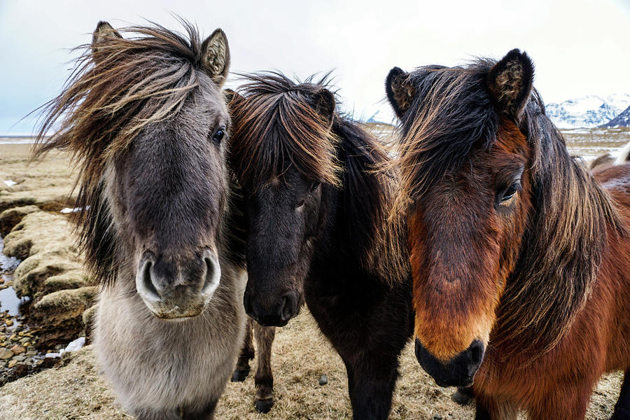 Icelandic Wild Horses. Iceland Photograph by Earth And Spirit
