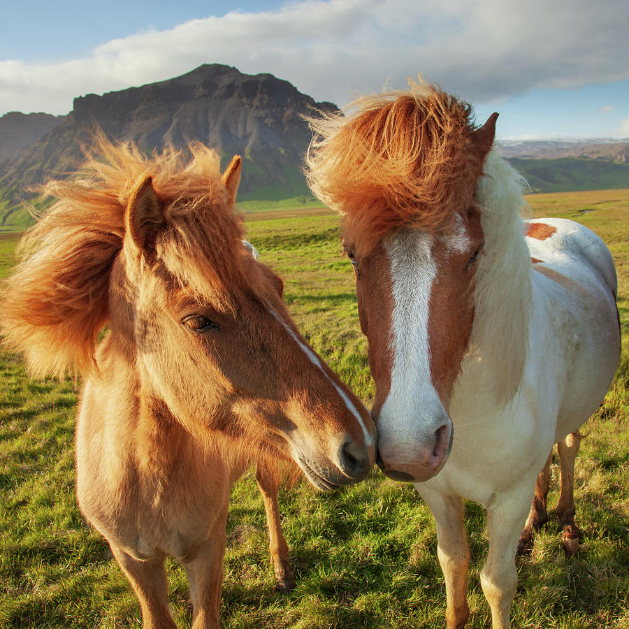 Horse Photograph - Icelandic Wild Horses by Peter OReilly