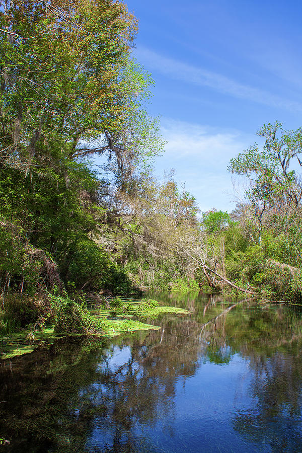 Ichetucknee River 1 Photograph by David Beard - Pixels