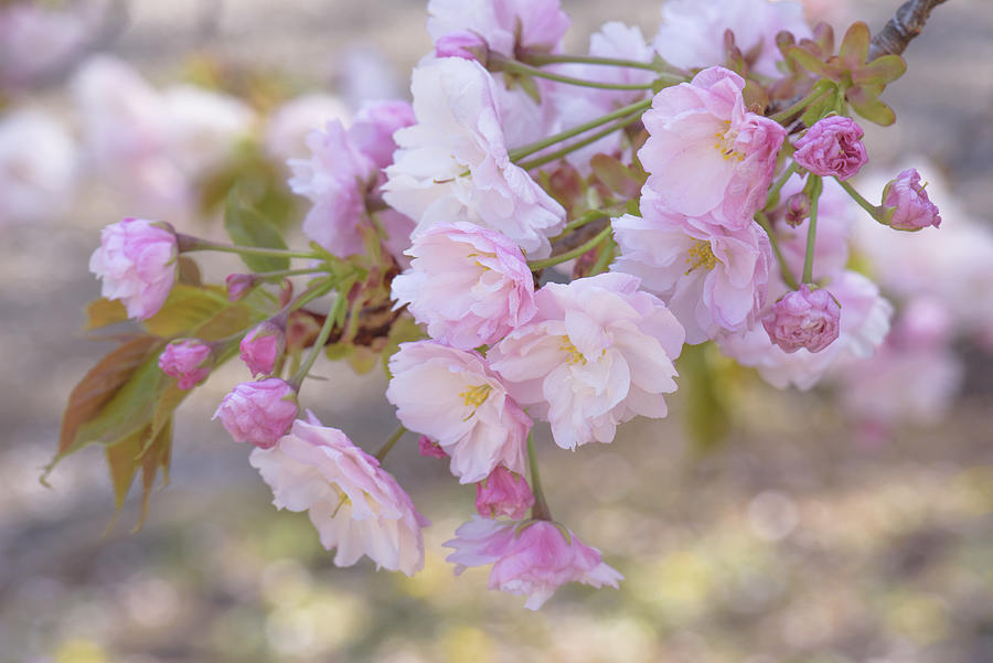 Ichiyo Flowering Cherry Photograph by Sorane-naoko