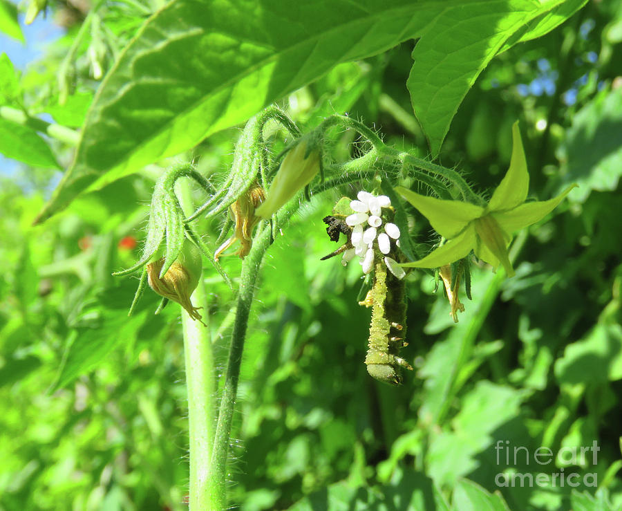 Ichneumon Wasp Eggs on Tomato Hornworm. Mid September. The Victory Garden Collection. Photograph by Amy E Fraser