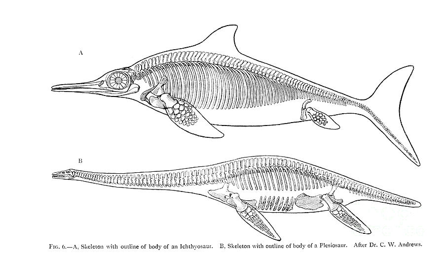 Ichthyosaur and Plesiosaur C1 Drawing by Historic Illustrations | Pixels