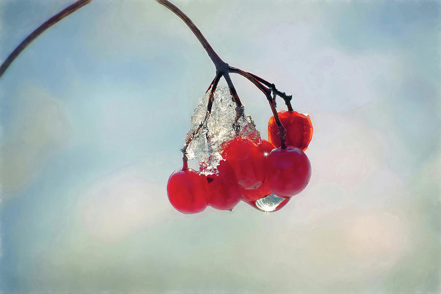 Icicle Berries Photograph by Kathi Mirto