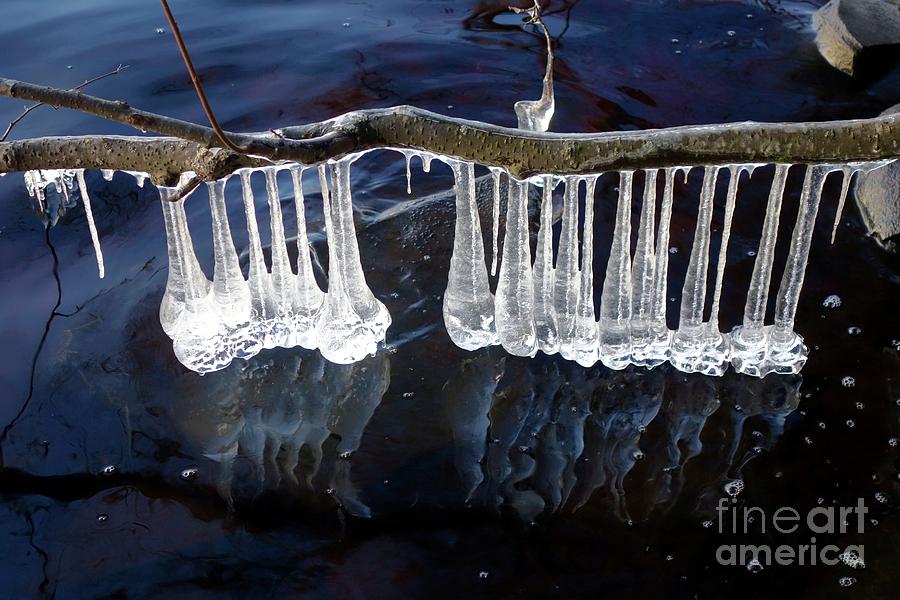 Icicle lined alder Photograph by Sandra Updyke