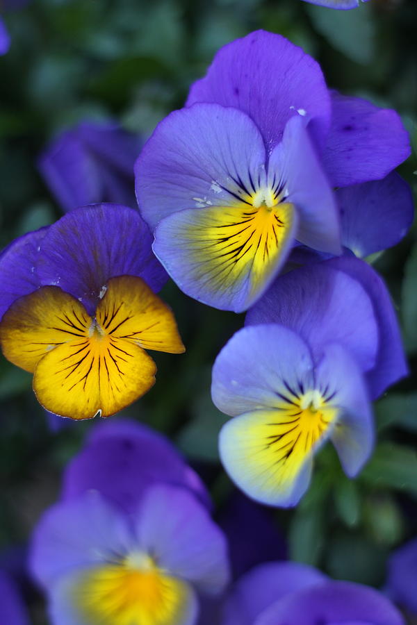 Icicle Pansies 2 Photograph by Sara Slack - Fine Art America