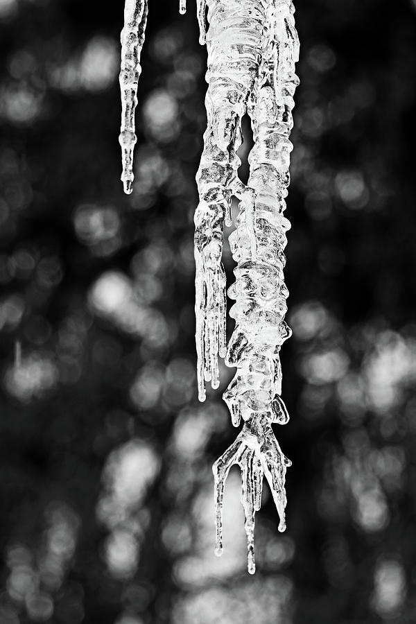 Icicles Black And White Photograph by Debbie Oppermann