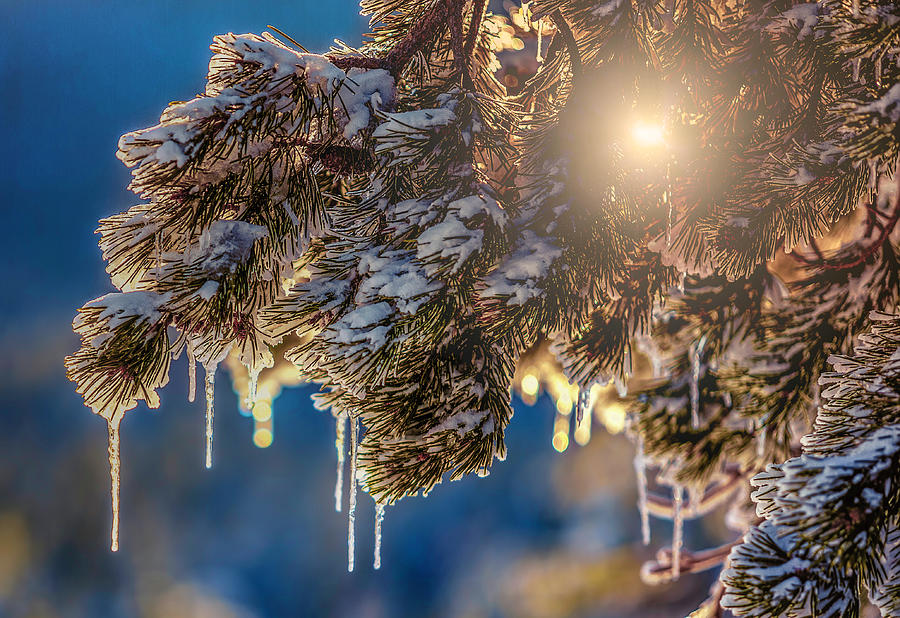 Icicles Photograph by Don Hoekwater Photography