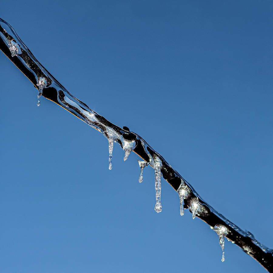Icicles on Bare Tree Branch Photograph by Terry Walsh