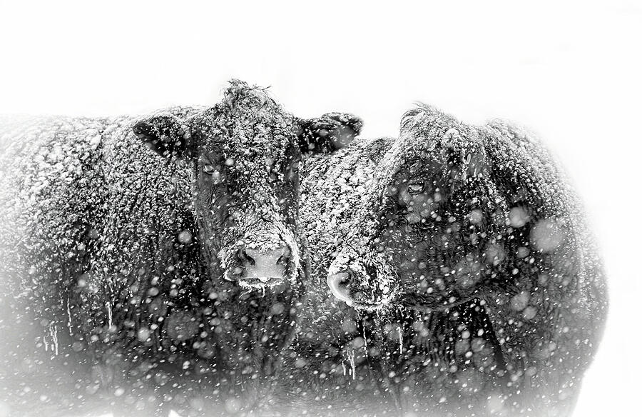 Icicles on my Nose Black Angus Cows Photograph by Jennie Marie Schell