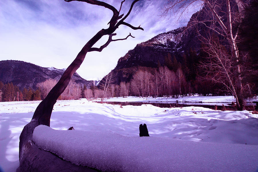 Icing On A Fallen Tree Photograph by Walter Fahmy
