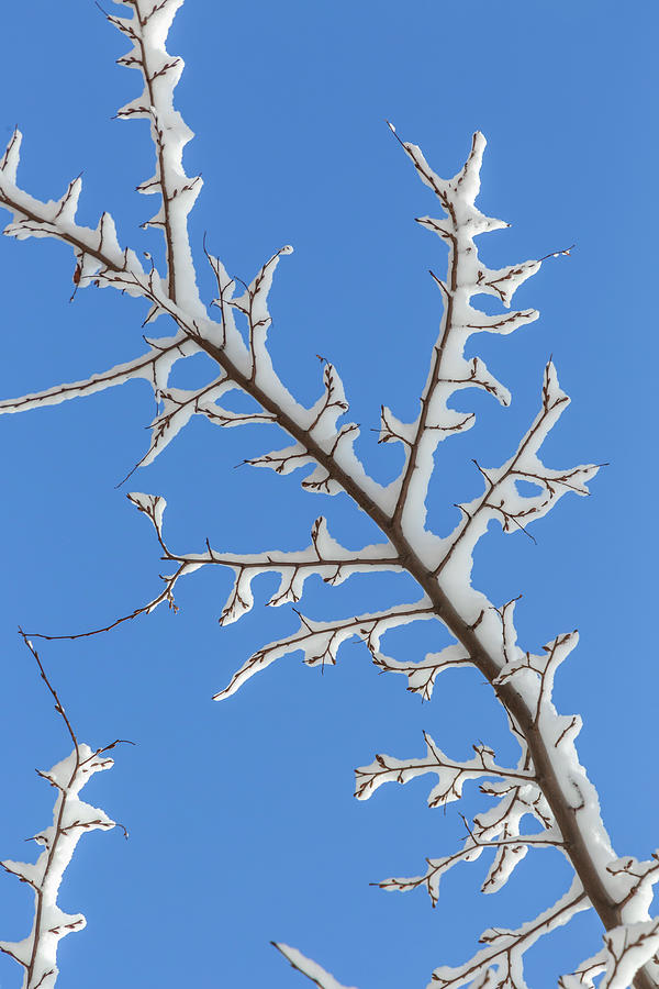 Icing on Branches Photograph by Cate Franklyn