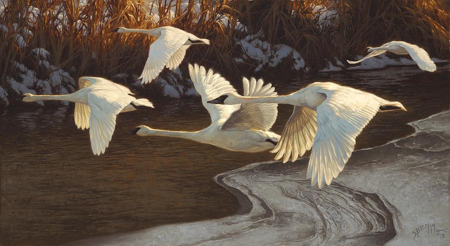 Swan Painting - Icing Up by Greg Beecham