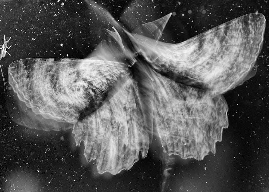 ICM - Bugs In Space, Moth, Photographic Print Photograph by Eric Abernethy