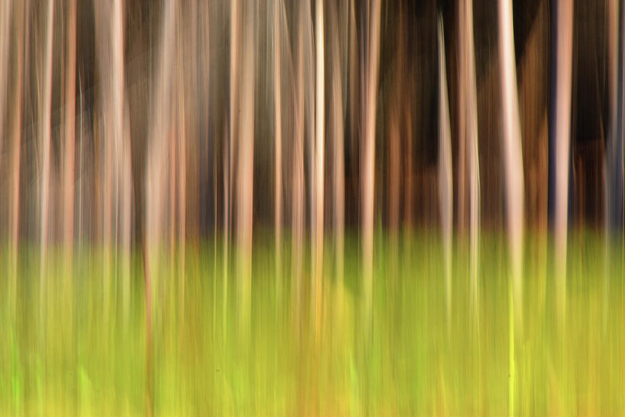 ICM Cedar Forest 3  Digital Art by Lyle Crump